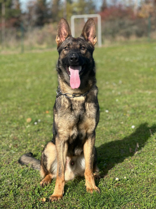 alt obrázku z admin