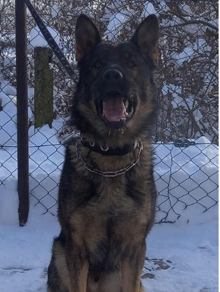 alt obrázku z admin