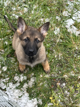 alt obrázku z admin