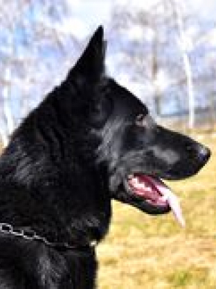 alt obrázku z admin