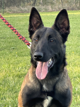 alt obrázku z admin