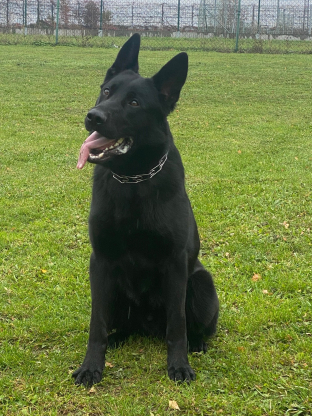 alt obrázku z admin