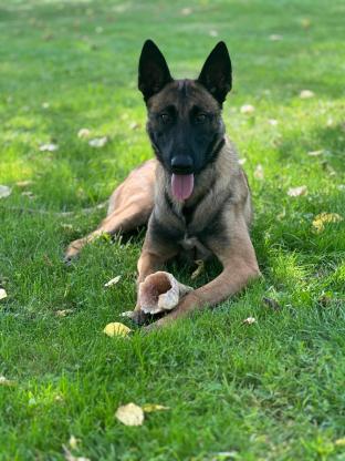 alt obrázku z admin