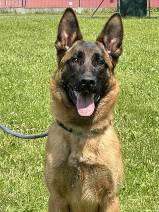 alt obrázku z admin