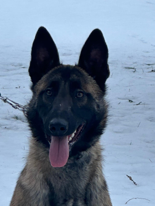 alt obrázku z admin