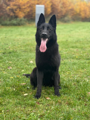 alt obrázku z admin