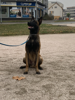 alt obrázku z admin