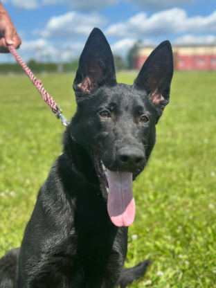 alt obrázku z admin