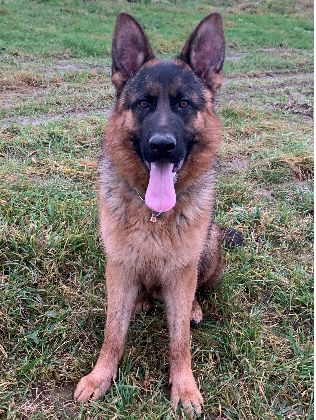 alt obrázku z admin