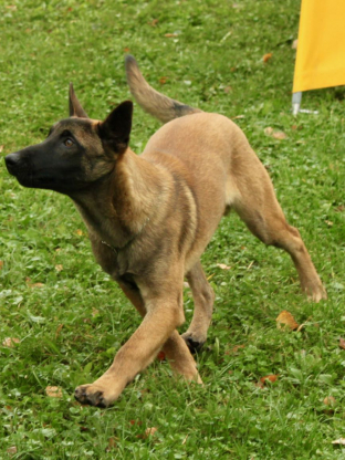 alt obrázku z admin