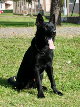 alt obrázku z admin