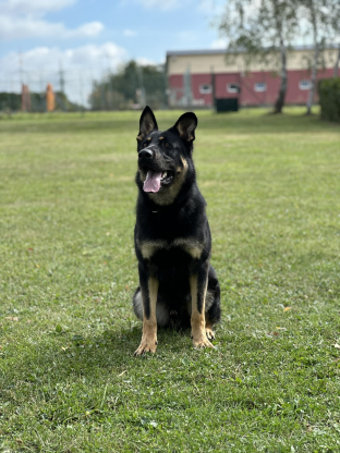 alt obrázku z admin