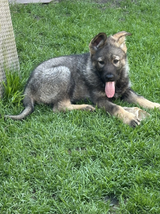 alt obrázku z admin