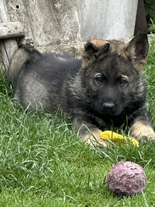 alt obrázku z admin