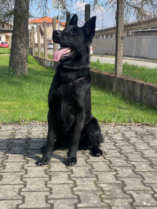 alt obrázku z admin