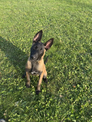 alt obrázku z admin