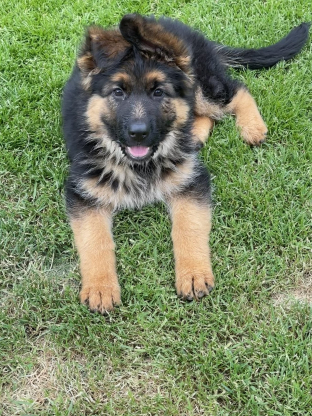 alt obrázku z admin